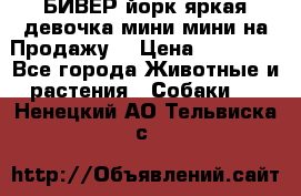 БИВЕР йорк яркая девочка мини мини на Продажу! › Цена ­ 45 000 - Все города Животные и растения » Собаки   . Ненецкий АО,Тельвиска с.